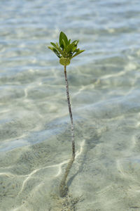 Close-up of plant on beach