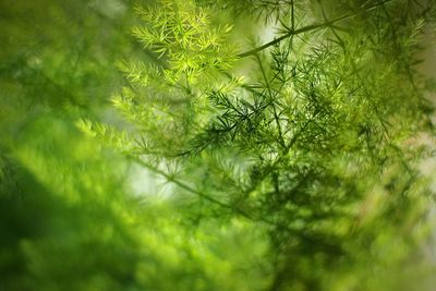 Close-up of plant growing in forest