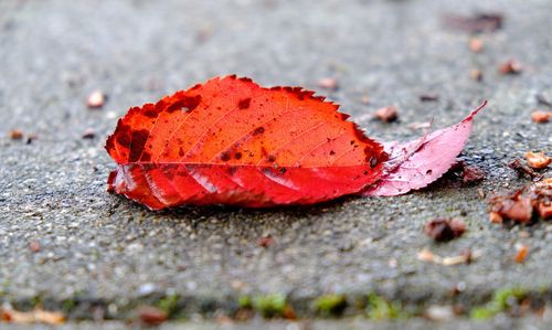 Close-up of dry autumn leaf