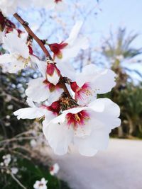 Close-up of cherry blossoms in spring