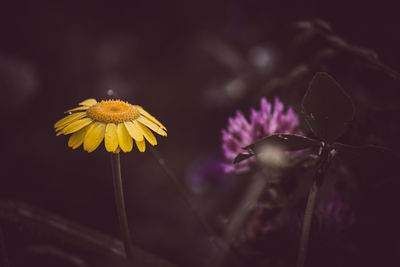 Close-up of yellow flowering plant