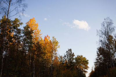 Low angle view of trees against sky during autumn