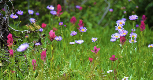 Close-up of purple flowering plants on field