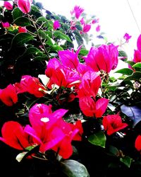 Close-up of pink flowers blooming outdoors