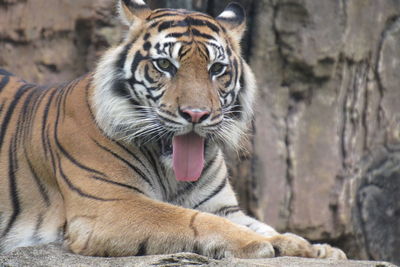 Close-up of a tiger