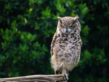 Portrait of owl perching on tree