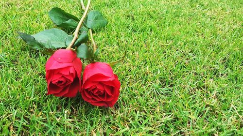 Red rose in field