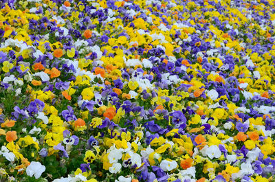 High angle view of purple flowering plants on field