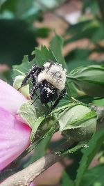 Close-up of insect on plant