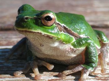 Close-up of frog