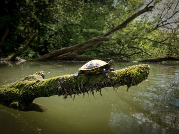 Turtle on tree over lake in forest