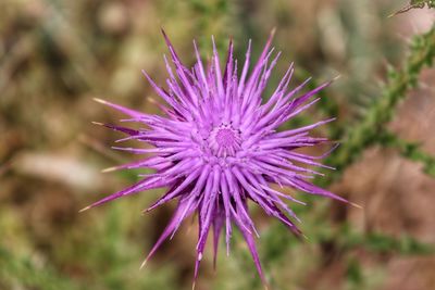 Close-up of purple flowering plant