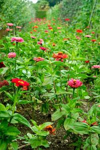 Close-up of red flowers blooming on field