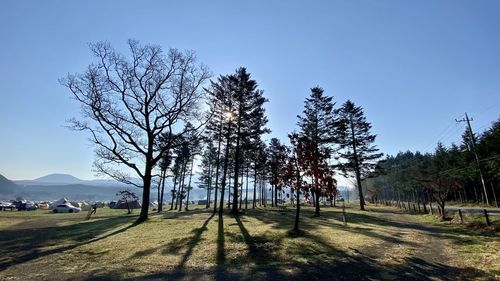 Trees on field against sky