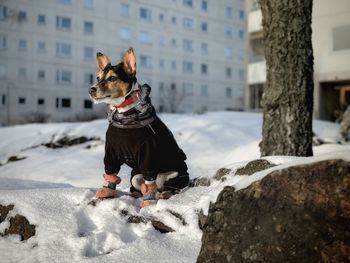 Snowie doggy 