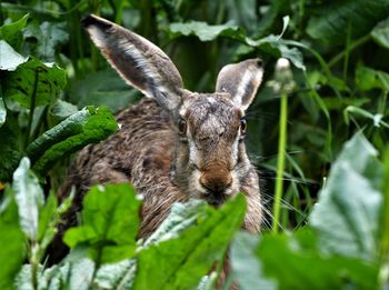 Close-up portrait of a lizard