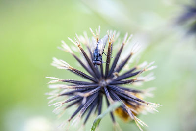 Close-up of insect on flower