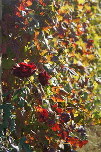 Close-up of red berries on tree