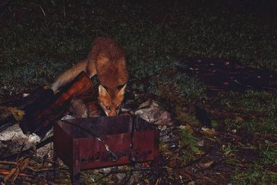 High angle view of wild fox at night