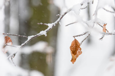 Close-up of frozen tree during winter