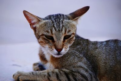 Close-up portrait of cat relaxing