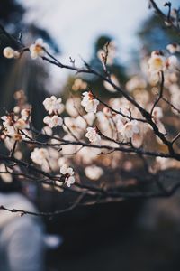 Close-up of cherry blossoms in spring