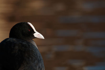 Close-up of a bird looking away