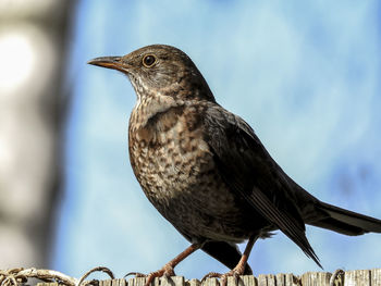 Close-up of bird perching outdoors