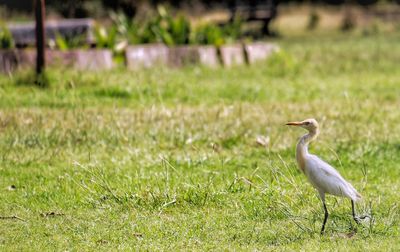 Side view of a bird on field