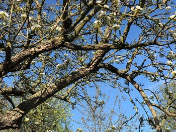 Low angle view of tree against blue sky