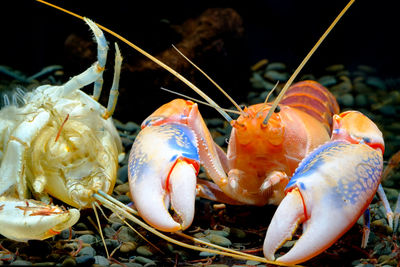 Close-up of crab in sea