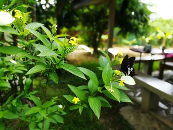 Butterfly on a plant