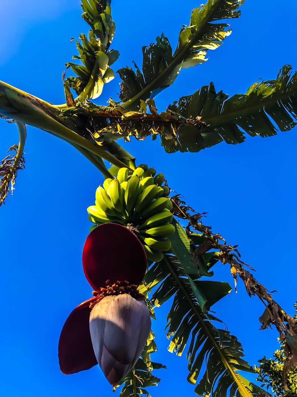 LOW ANGLE VIEW OF TREE AGAINST BLUE SKY