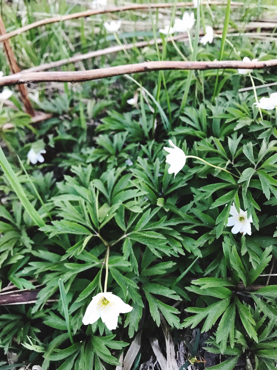 CLOSE-UP OF WHITE FLOWERING PLANT