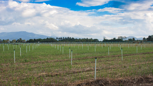 Scenic view of field against sky