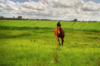 Horses grazing on grassy field against cloudy sky