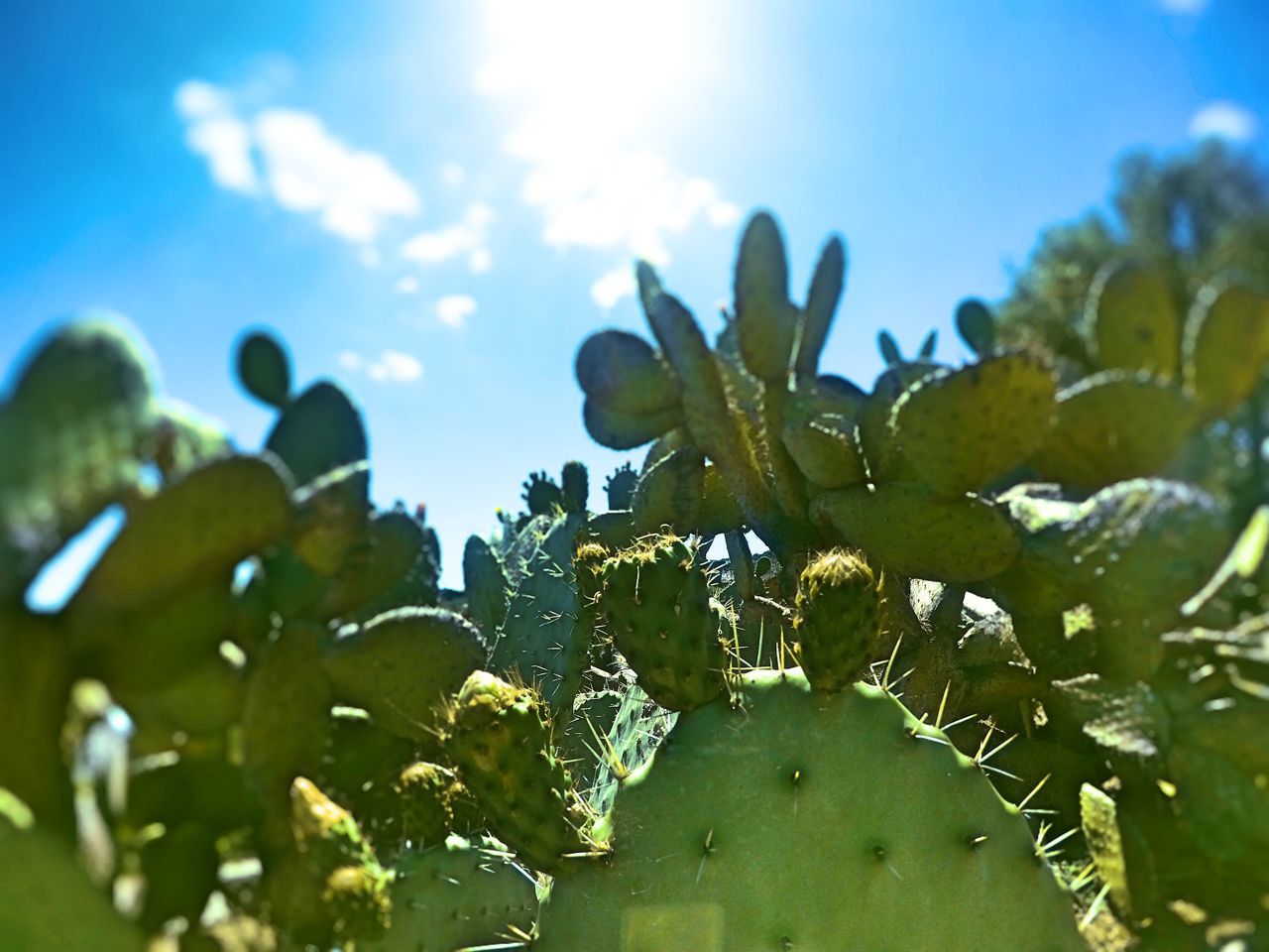 growth, plant, nature, green color, sunlight, beauty in nature, no people, cactus, leaf, outdoors, day, prickly pear cactus, sky, freshness, close-up, fragility