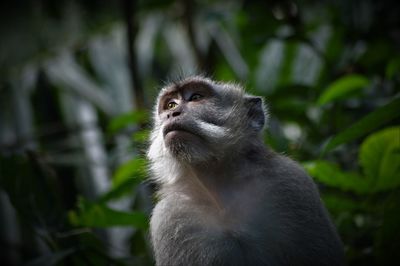 Portrait of monkey