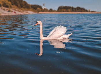 Duck swimming in a lake