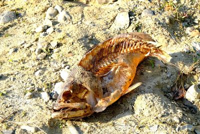 High angle view of crab on beach