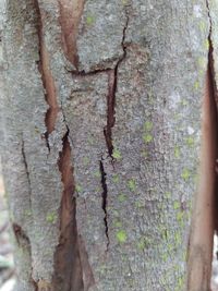 Full frame shot of tree trunk