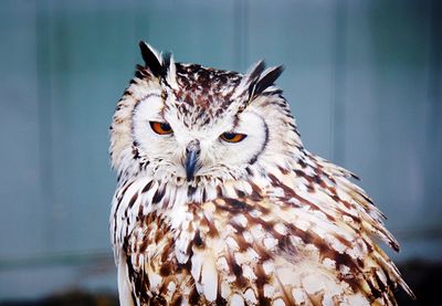 Close-up portrait of owl perching outdoors