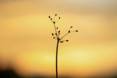 Close-up of silhouette plant against sky during sunset