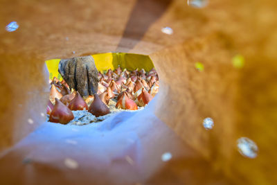 High angle view of turtle