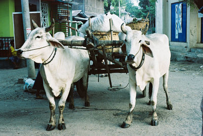 Cows in pen