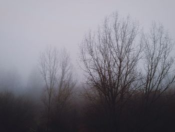 Low angle view of bare trees against sky