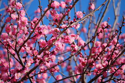 Low angle view of pink flowers blooming on tree