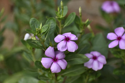 Close-up of purple flowering plant