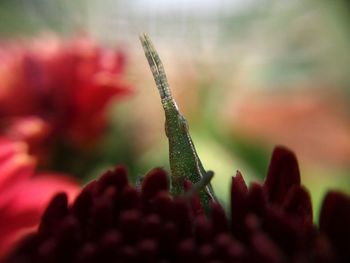 Close-up of flower buds