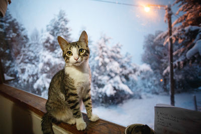 Portrait of a cat in snow